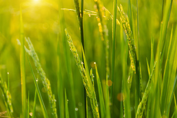rice plant in rice field