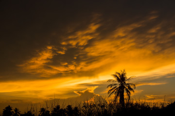 Fototapeta na wymiar Black silhouette of a tree with an orange cloud.