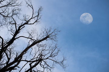 Haunting dead tree branches and a big moon