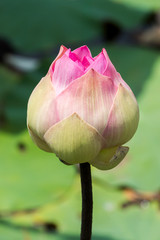 Beautiful pink lotus flower
