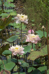 Fototapeta na wymiar Beautiful pink lotus flower