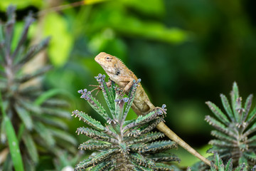 Close up of lizard on tree.