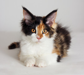 three-colored kitten of Maine Coon