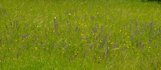 Bunte Blumenwiese