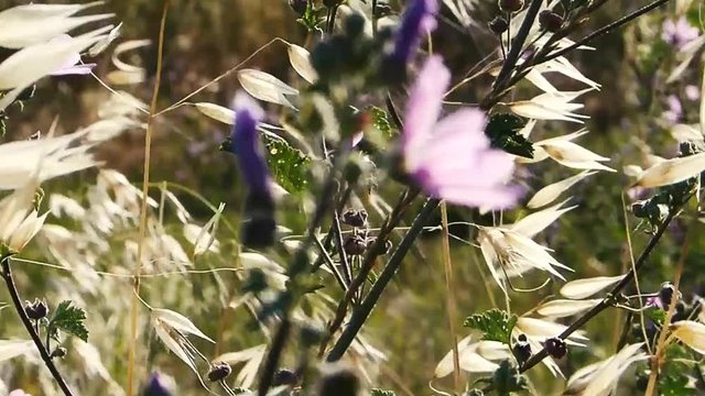 Fleurs sauvages en &eacute;t&eacute; avec du vent 