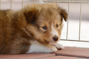 small collie lying  in the cage