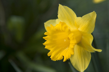 Single daffodil in nature