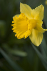 Single daffodil in nature