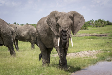 Naklejka na ściany i meble Elephant male walks to the watering