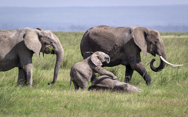 Naklejka na ściany i meble An elephant family is eating and playing