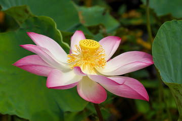 Beautiful pink lotus flower