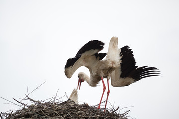 The adult white stork in a nest has inclined the head and has raised wings