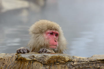 Fototapeta premium 温泉に入るサル