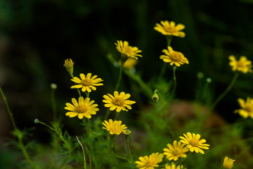 Low key photo of Dahlberg daisy in the garden.