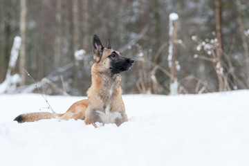 Belgian Shepherd enjoying the snow