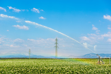 Fototapeta na wymiar irrigation of a potato field - painting clouds in the sky