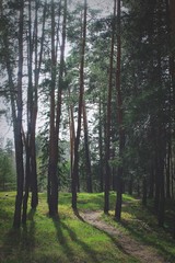 Fototapeta premium Alluring path 