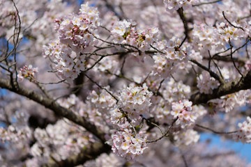 Obraz premium 満開の桜