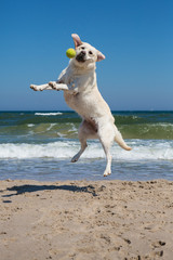 Dog playing on the beach