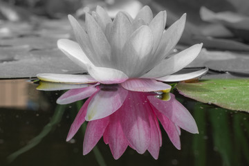 Seerose in Farbe und schwarz weiss im teich im wasser © Tobias