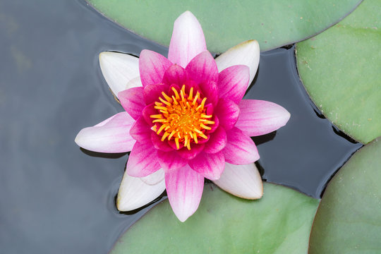 idylle im Garten mit Teich und Seerose mit sch&ouml;nen Bl&uuml;ten