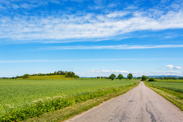 Fototapeta na wymiar Country road at a grain field