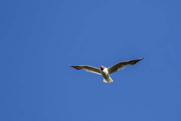 Black-headed gull flying in a blue sky