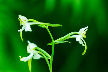 Close up of a Greater butterfly orchid with flowers