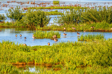 Geese in a wetland in the summer