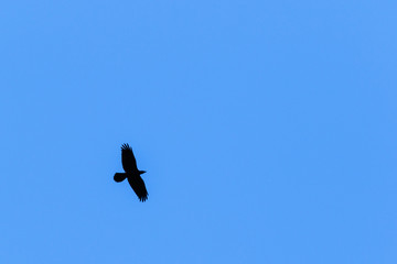 Lonely raven flying on a blue sky