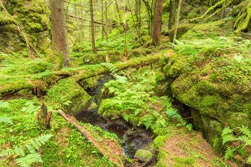 Ravine in an old forest