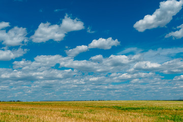 Obraz premium Wheat field