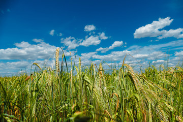 Wheat field