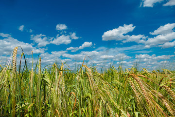 Wheat field