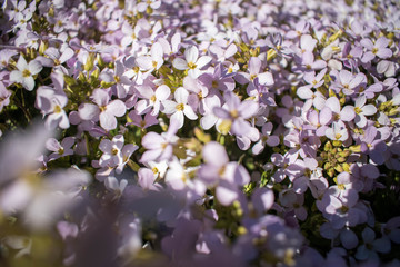 a lot of small light purple flowers