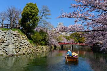 Fototapeta premium 兵庫 姫路城天守閣と桜