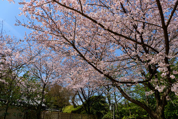 満開の桜