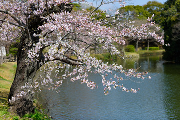 Obraz na płótnie Canvas 兵庫　姫路城の濠と桜