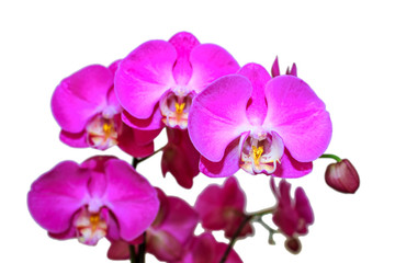 Naklejka na ściany i meble blooming Orchid