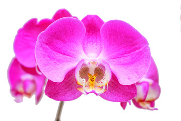 Fototapeta na wymiar blooming Orchid