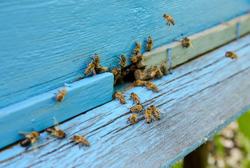 Bees near the hive
