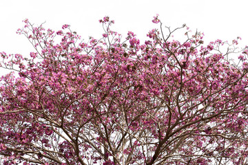 Beautiful blooming pink flower of Tabebuia heterophylla