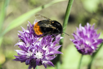 Big black bumblebee on flower