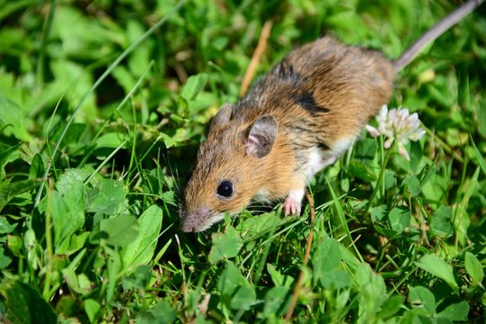 Feldmaus