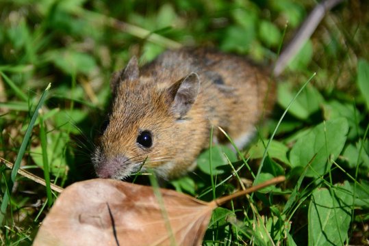 Feldmaus
