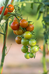 Cherry Tomato on tree in the Cultivation farms.
