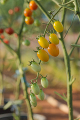 Cherry Tomato on tree in the Cultivation farms.