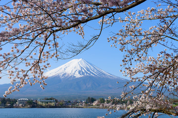山梨　富士山と河口湖畔の桜
