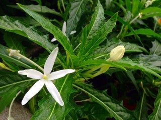 Hippobroma longiflora (L.) G. Don