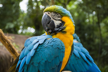 blue and yellow macaw portrait in a brazilian park